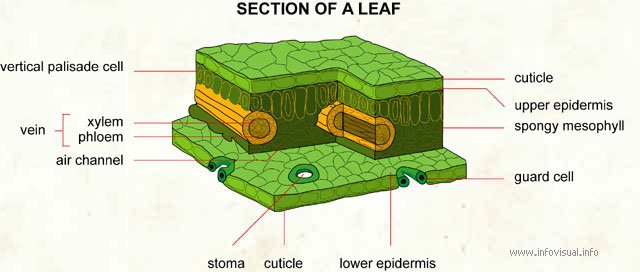 Section of a leaf